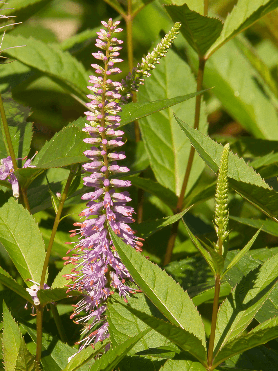 Veronicastrum virginicum Fascination